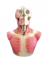 Mô hình giải phẫu hệ cơ, xương đầu-mặt-cổ